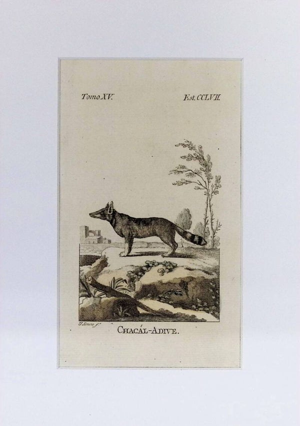 Chacál-Adive – Grabado por J. Ximeno, Historia Natural de Buffon, Ibarra 1775 | 25 x 18 cm
