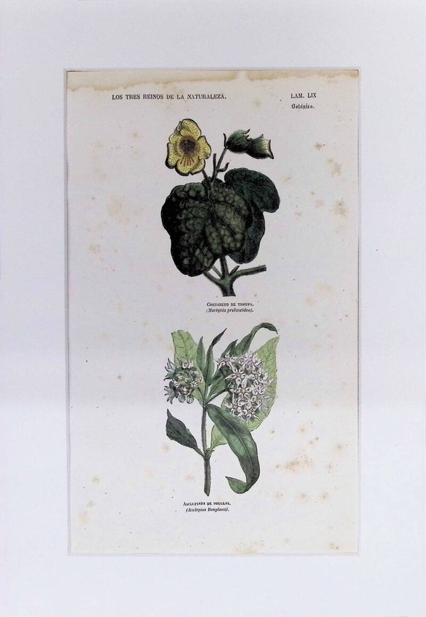 Cornareto de Trompa y Asclepiada de Douglas | Los Tres Reinos de la Naturaleza – Lámina LIX (1852-1858) – 32x22 cm