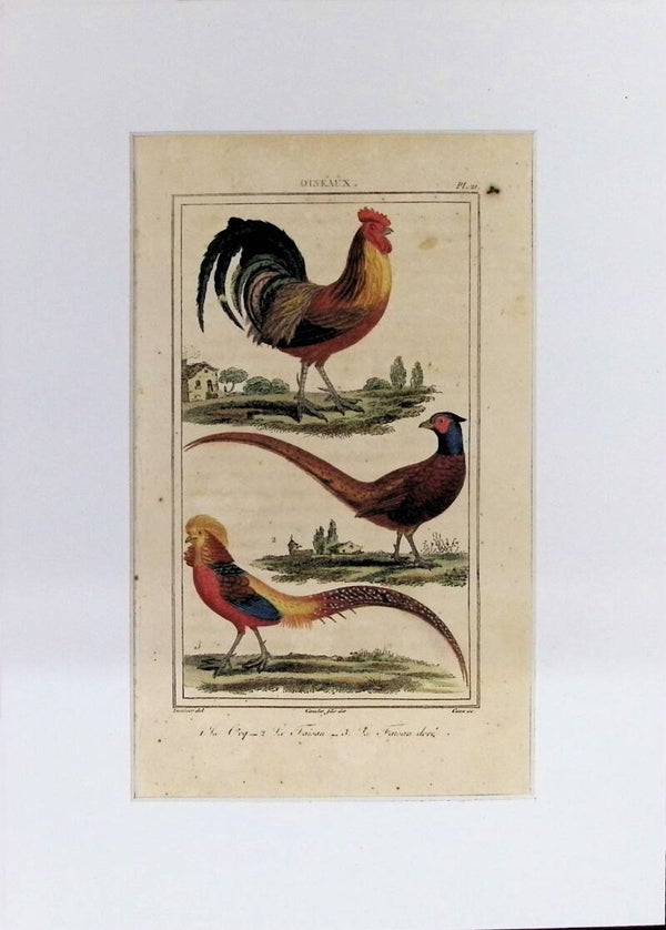 AVES. EL GALLO. EL FAISÁN. EL FAISÁN DORADO.