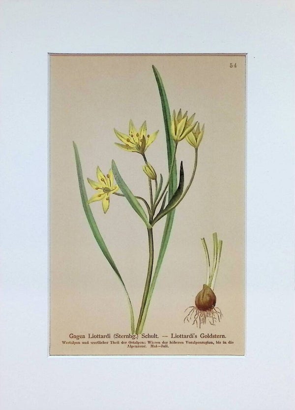 Gagea Liottardi (Sternbg.) Schult. — Liottardi's Goldstern — Atlas der Alpen-Flora, 1897. Botánica.