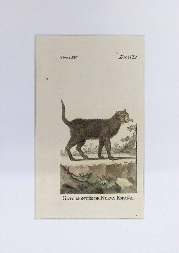 Gato montés de Nueva-España – Grabado por J. Ximeno, Historia Natural de Buffon, Ibarra 1775 | 25 x 18 cm.