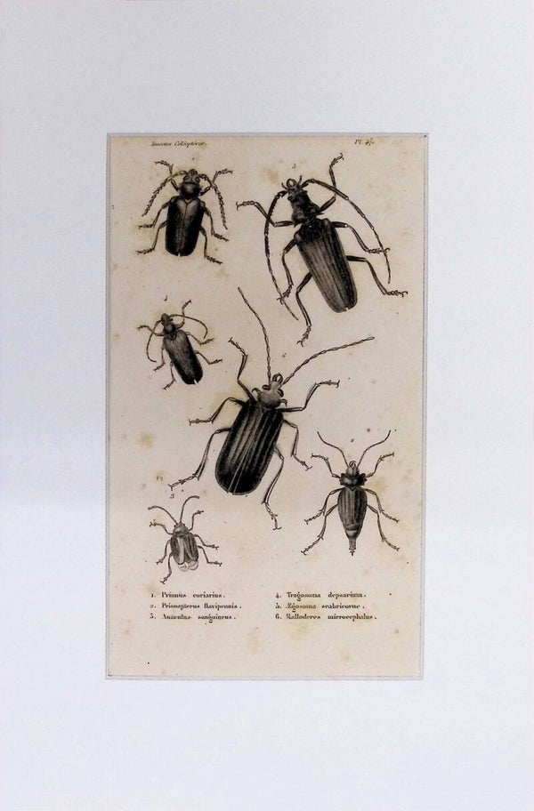 Insectos Coleópteros – Prionus coriarius, Prianopterus flavipennis, Anacolus sanguineus, Tragosoma depsarium, Rhagium scabricorne y Mallocera microcephalus | Diccionario Pintoresco de Historia Natural (1842) – 30x20 cm