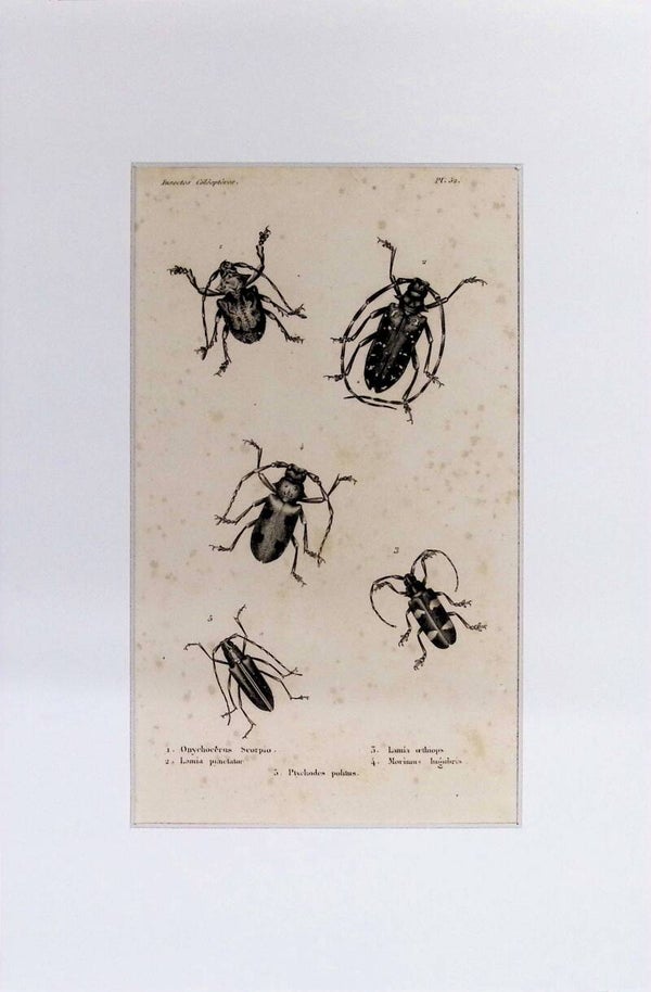 Insectos Coleópteros – Onychocerus Scorpio, Lamia punctator, Psichodes politus, Lamia orthops y Morimus funereus | Diccionario Pintoresco de Historia Natural (1842) – 30x20 cm Descripción: