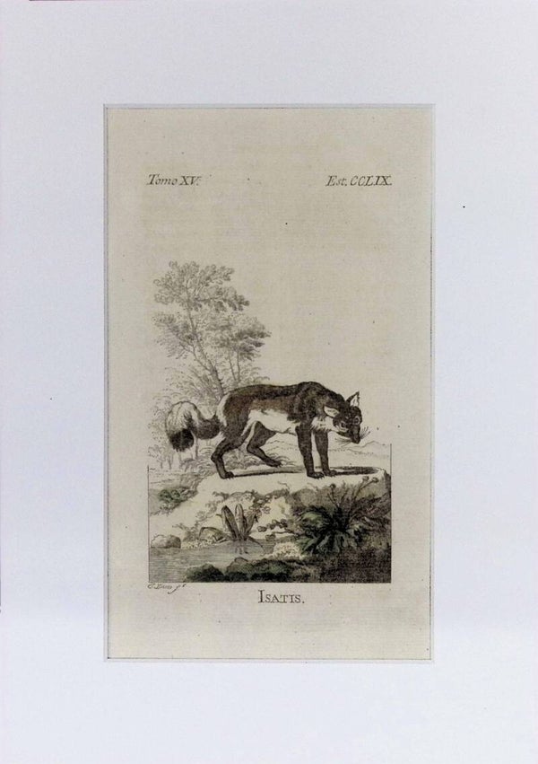 Isatis – Grabado por J. Ximeno, Historia Natural de Buffon, Ibarra 1775 | 25 x 18 cm