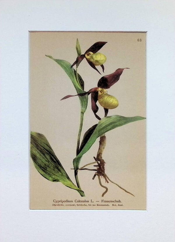 Cypripedium Calceolus L. — Frauenschuh — Atlas der Alpen-Flora, 1897. Botánica.