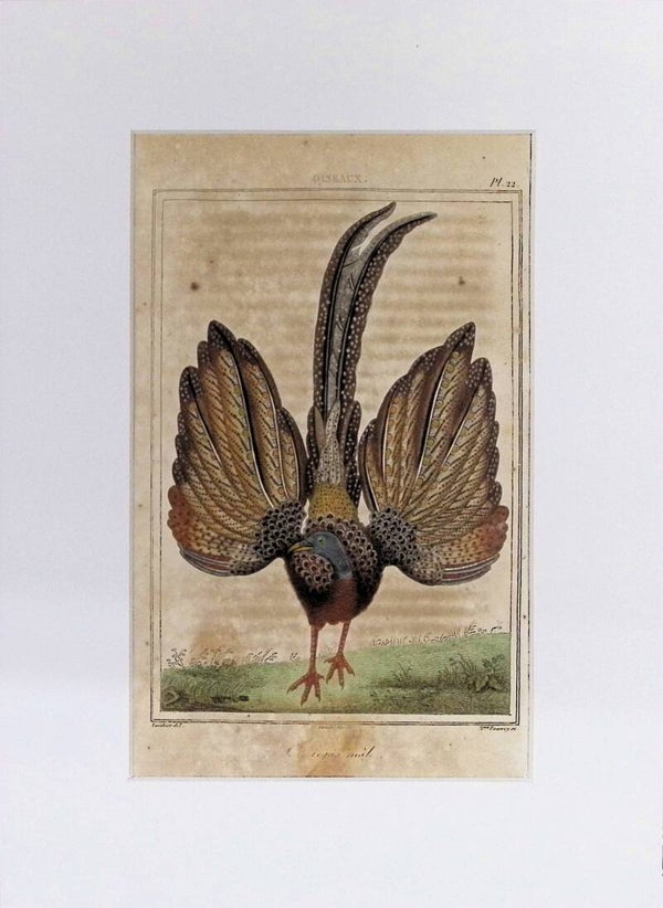 AVES. FAISÁN ARGUS.