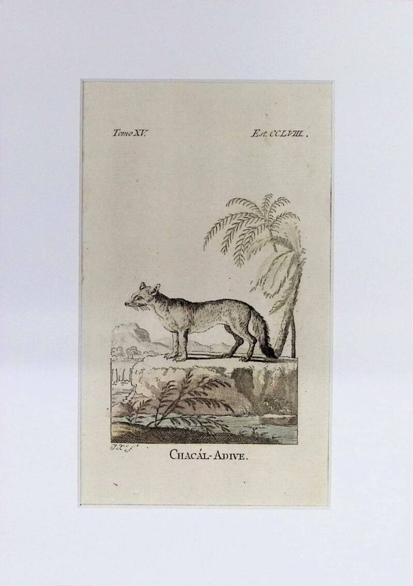 Chacál-Adive – Grabado por J. Ximeno, Historia Natural de Buffon, Ibarra 1775 | 25 x 18 cm