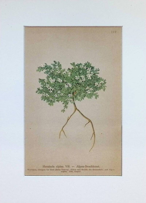 Herniaria alpina Vill. — Alpen-Bruchkraut — Atlas der Alpen-Flora, 1897. Botánica.