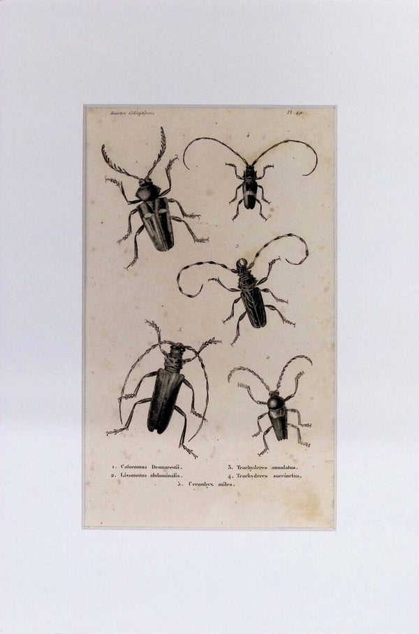 Insectos Coleópteros – Calocomus Desmarestii, Lissotinus abdominalis, Cerambyx miles, Trachyderes annulatus y Trachyderes succinctus | Diccionario Pintoresco de Historia Natural (1842) – 30x20 cm