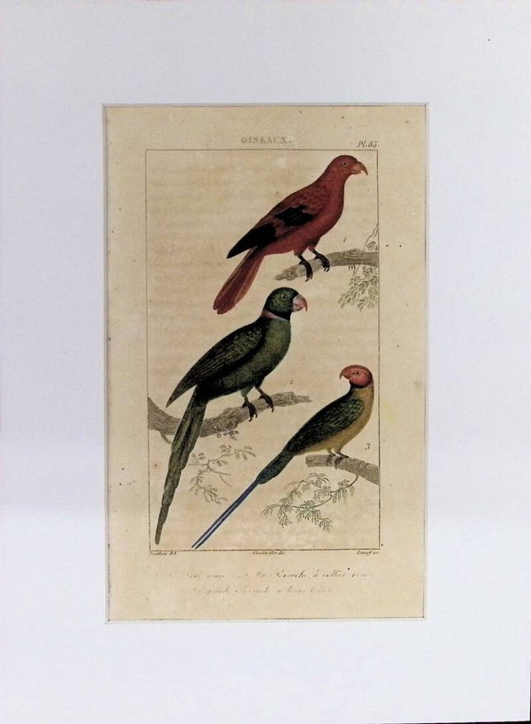 AVES. LORI ROJO. PERRUCHE DE COLLAR. PERRUCHE COLA LARGA.