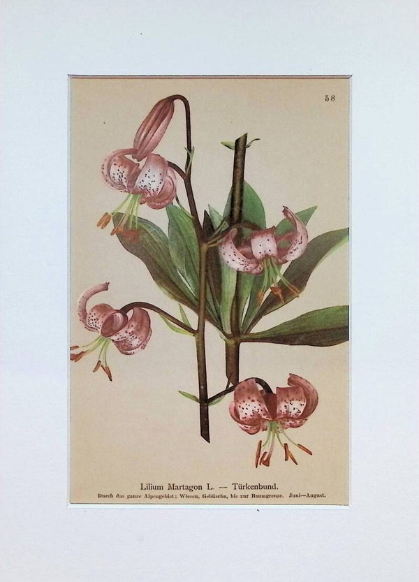 Lilium Martagon L. — Türkenbund — Atlas der Alpen-Flora, 1897. Botánica.