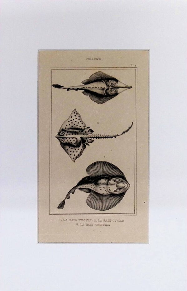 Peces – La Raie Thouin, La Raie Cuvier y La Raie Chinoise | Diccionario Pintoresco de Historia Natural (1842) – 30x20 cm