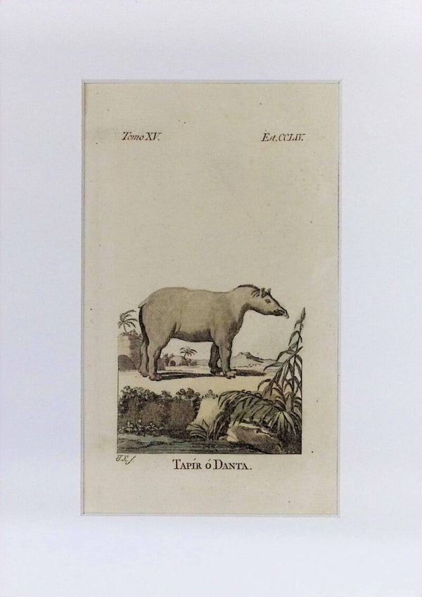 Tapir ó Danta – Grabado por J. Ximeno, Historia Natural de Buffon, Ibarra 1775 | 25 x 18 cm.