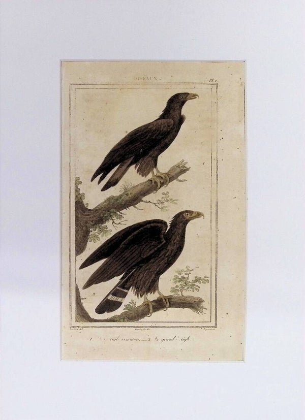 AVES. ÁGUILA COMÚN. GRAN ÁGUILA.