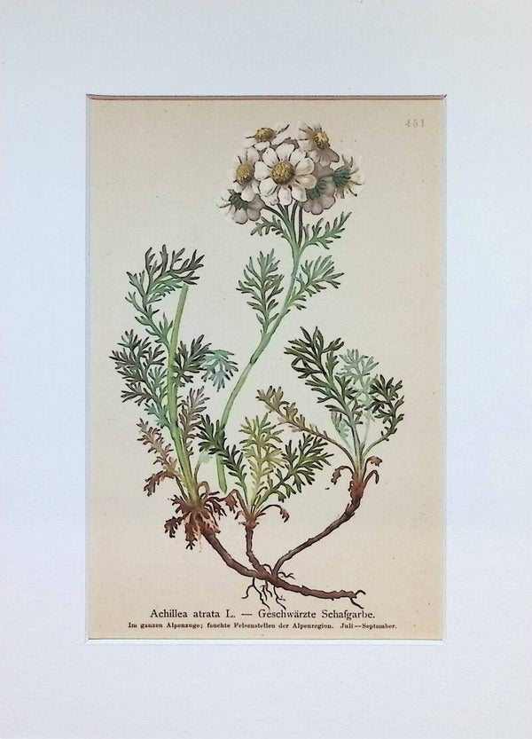 Achillea atrata L. — Geschwärzte Schafgarbe — Atlas der Alpen-Flora, 1897. Botánica.