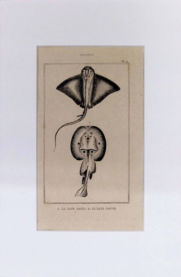 Peces – La Raie Bâtis y La Raie Ronce | Diccionario Pintoresco de Historia Natural (1842) – 30x20 cm