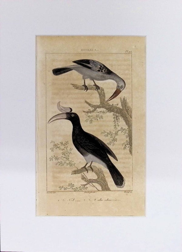 AVES. LE TOCK. LE CALAO.