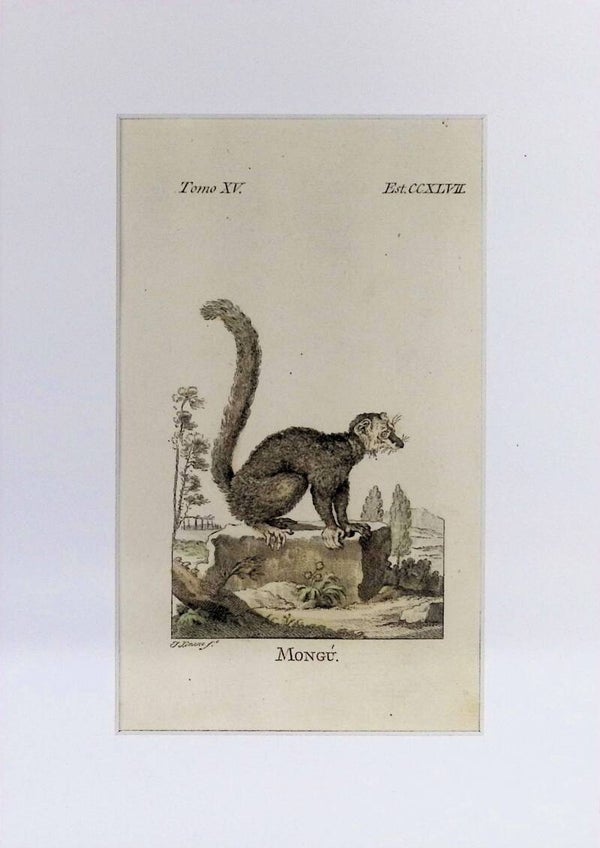 Mongú – Grabado por J. Ximeno, Historia Natural de Buffon, Ibarra 1775 | 25 x 18 cm.
