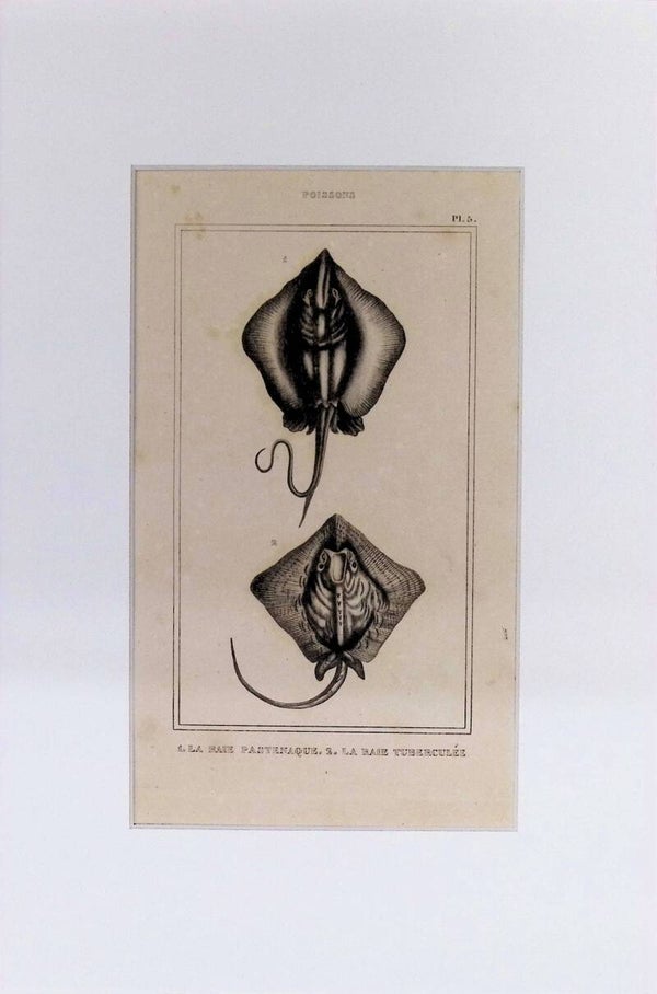 Peces – La Raie Pastenague y La Raie Tuberculée | Diccionario Pintoresco de Historia Natural (1842) – 30x20 cm