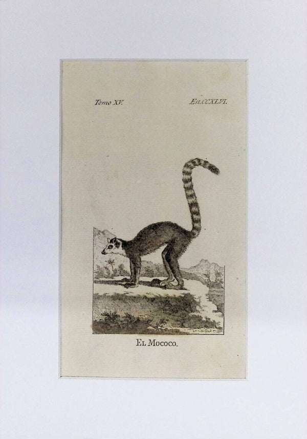 El Mococo – Grabado por J. Ximeno, Historia Natural de Buffon, Ibarra 1775 | 25 x 18 cm.