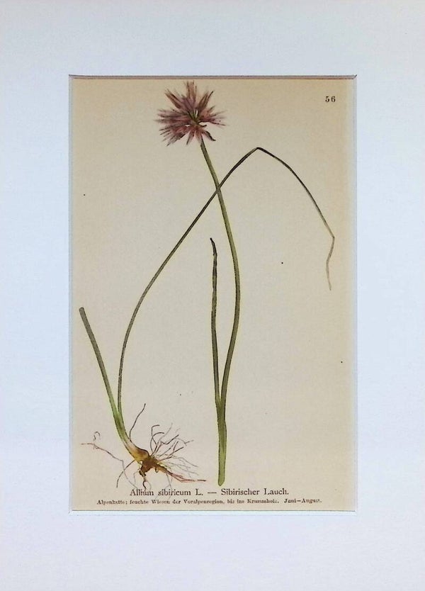 Allium sibiricum L. — Sibirischer Lauch — Atlas der Alpen-Flora, 1897. Botánica.