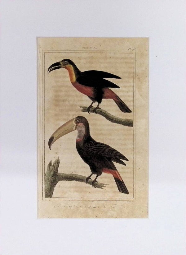 AVES. TUCÁN. TUCÁN TOCO.