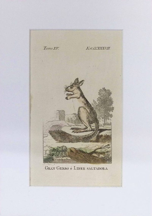 Gran Gerbo o Libre Saltadora – Grabado por J. Ximeno, Historia Natural de Buffon, Ibarra 1775 | 25 x 18 cm