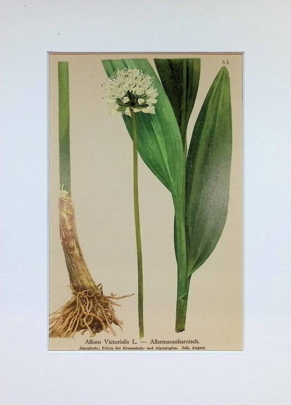 Allium Victorialis L. — Allermannsharnisch — Atlas der Alpen-Flora, 1897. Botánica.