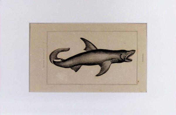 Peces – Le Squale Raquin (Tiburón) | Diccionario Pintoresco de Historia Natural (1842) – 30x20 cm