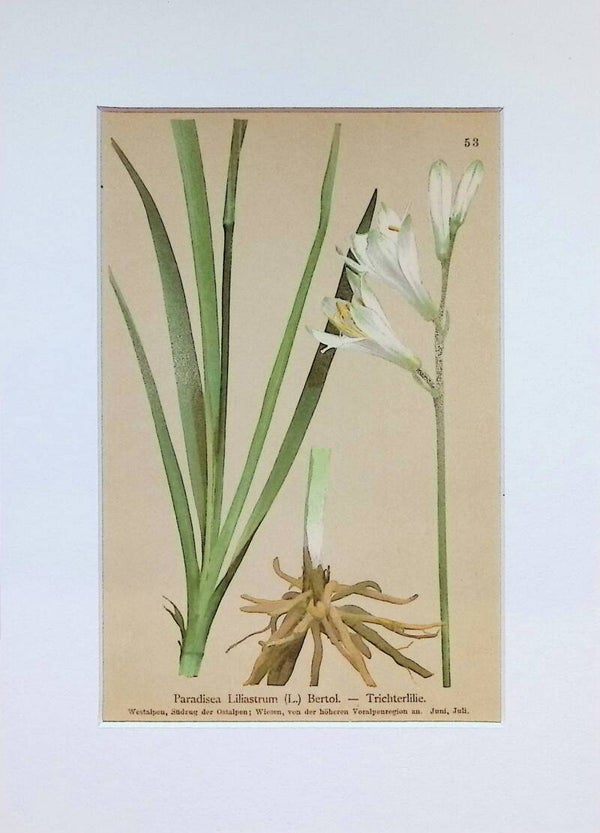 Paradisea Liliastrum (L.) Bertol. — Trichterlilie — Atlas der Alpen-Flora, 1897. Botánica.