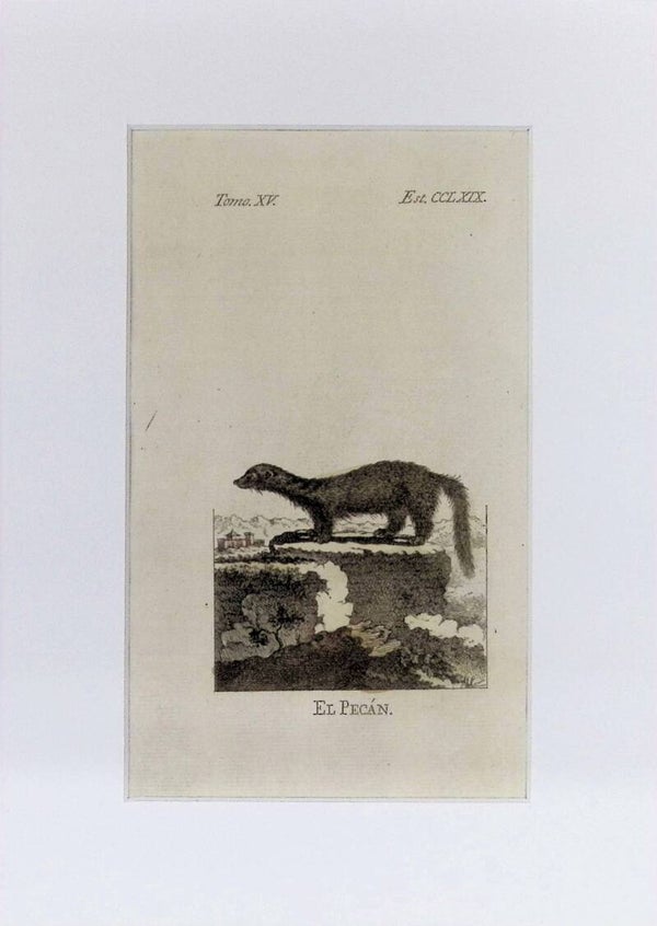 El Pecán – Grabado por J. Ximeno, Historia Natural de Buffon, Ibarra 1775 | 25 x 18 cm