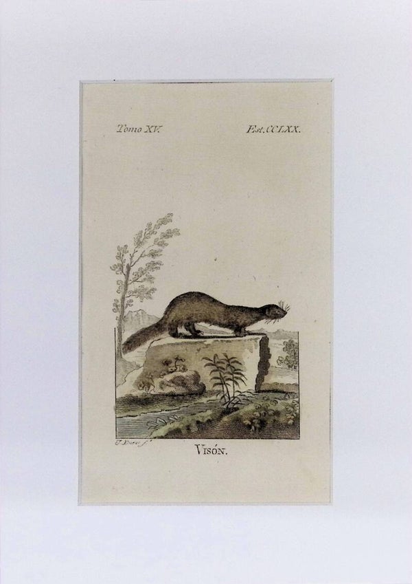 Visón – Grabado por J. Ximeno, Historia Natural de Buffon, Ibarra 1775 | 25 x 18 cm