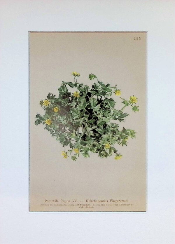 Potentilla frigida Vill. — Kälteliebendes Fingerkraut — Atlas der Alpen-Flora, 1897. Botánica.