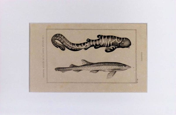 Peces – Le Squale Barbu y Le Squale Rocher | Diccionario Pintoresco de Historia Natural (1842) – 30x20 cm