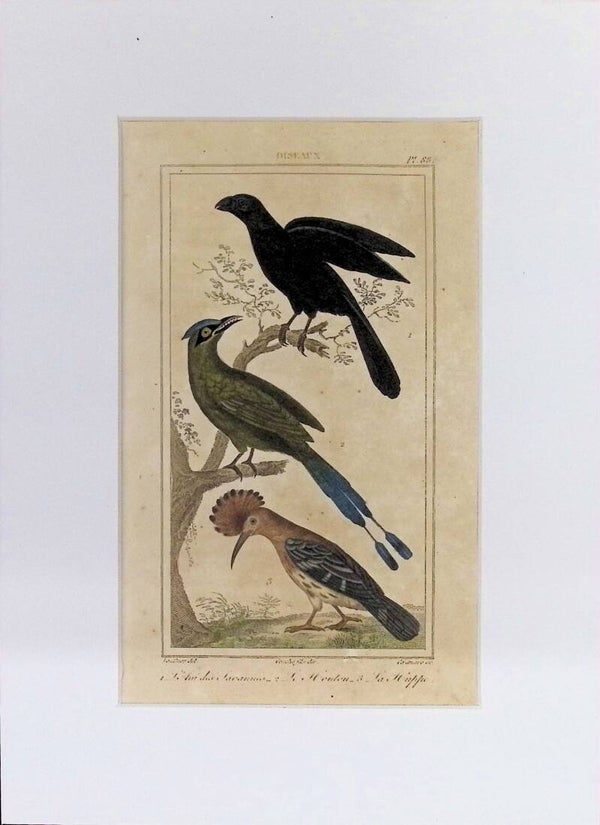 AVES. L'ANI DES SAVANES. LE HOUTOU. LA HUPPE.