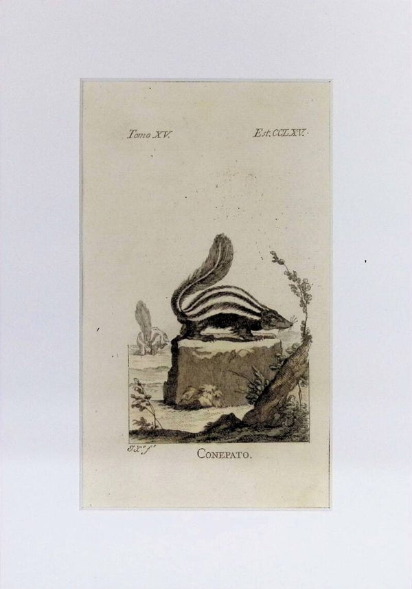 Conepato – Grabado por J. Ximeno, Historia Natural de Buffon, Ibarra 1775 | 25 x 18 cm