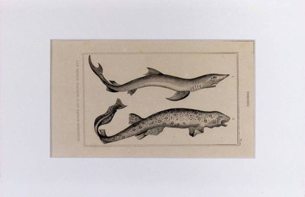 Peces – Le Squale Barbu y Le Squale Rocher | Diccionario Pintoresco de Historia Natural (1842) – 30x20 cm