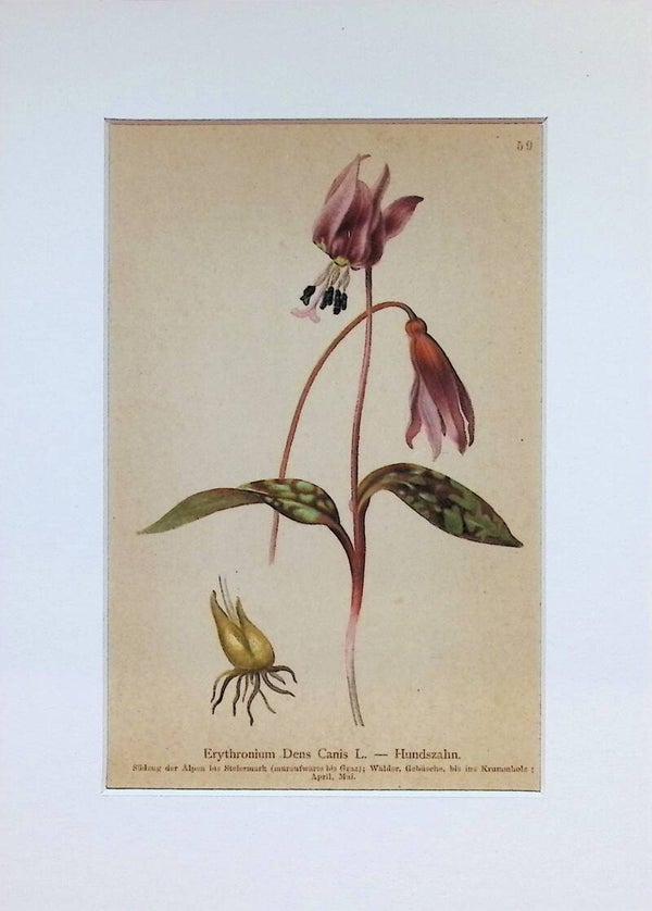 Erythronium Dens Canis L. - Hundszahn - Atlas der Alpen-Flora, 1897. Botánica.