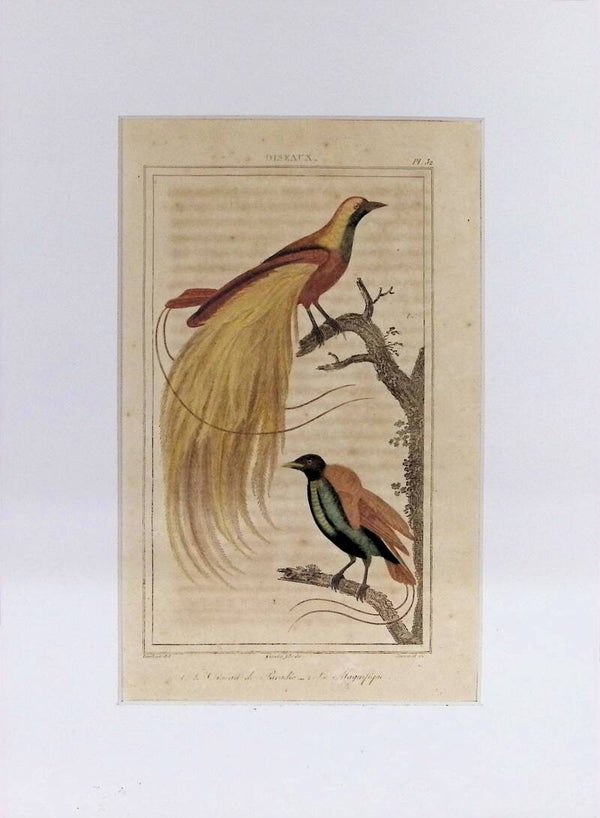 AVES. AVE DEL PARAISO.