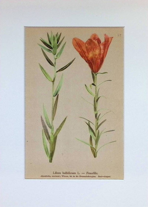 Lilium bulbiferum L. - Feuerlilie - Atlas der Alpen-Flora, 1897. Botánica.
