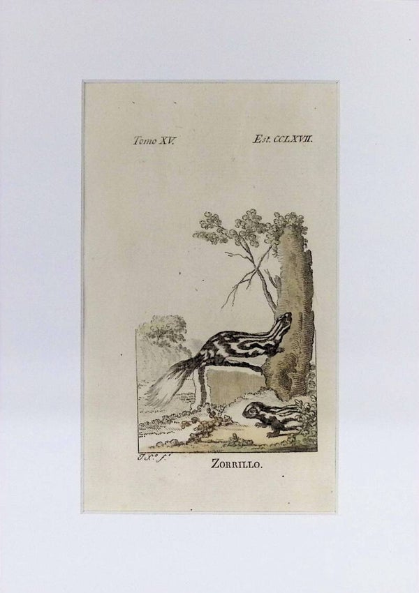 Zorrillo – Grabado por J. Ximeno, Historia Natural de Buffon, Ibarra 1775 | 25 x 18 cm