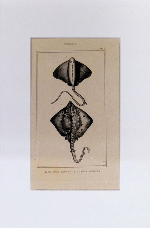 Peces – La Raie Sephen y La Raie Bouclée | Diccionario Pintoresco de Historia Natural (1842) – 30x20 cm