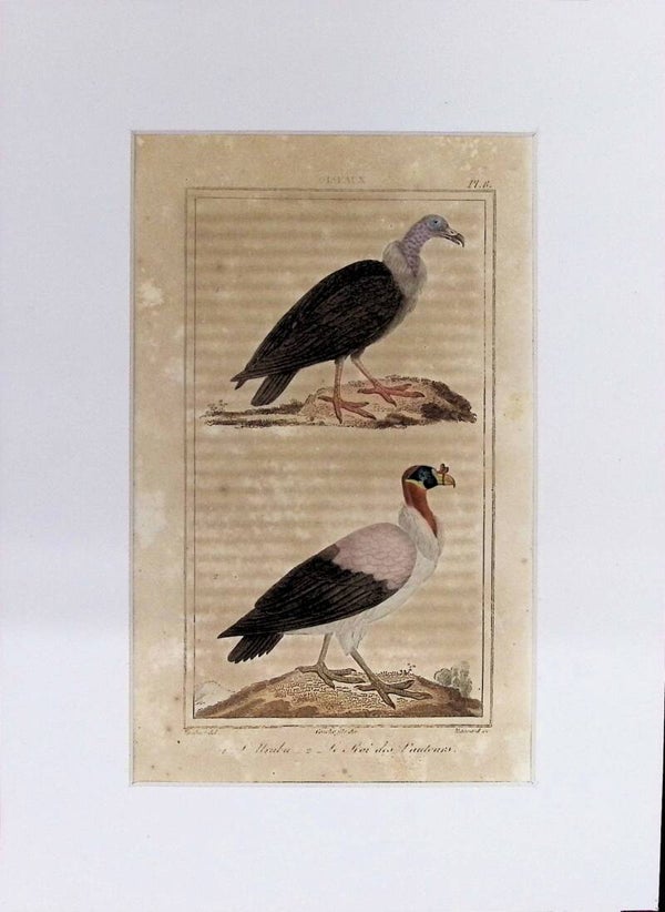 AVES. URUBU. EL REY DE LOS BUITRES.