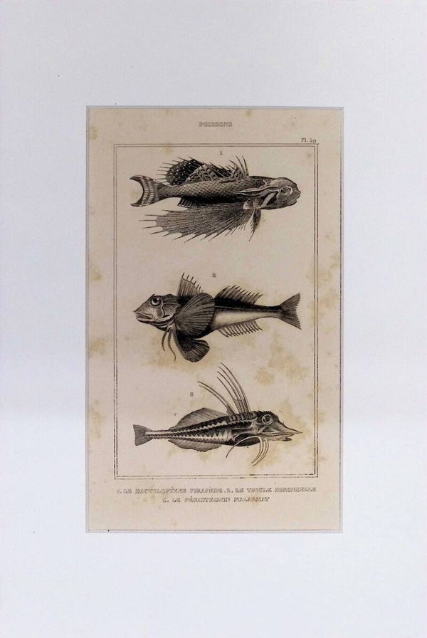 Peces – Le Dactyloptère Pirafide, Le Trigle Hirondelle y Le Périophtalme Malarmat | Diccionario Pintoresco de Historia Natural (1842) – 30x20 cm