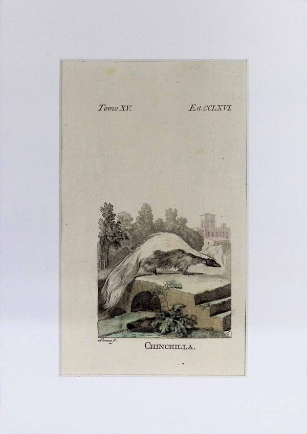 Chinchilla – Grabado por J. Ximeno, Historia Natural de Buffon, Ibarra 1775 | 25 x 18 cm