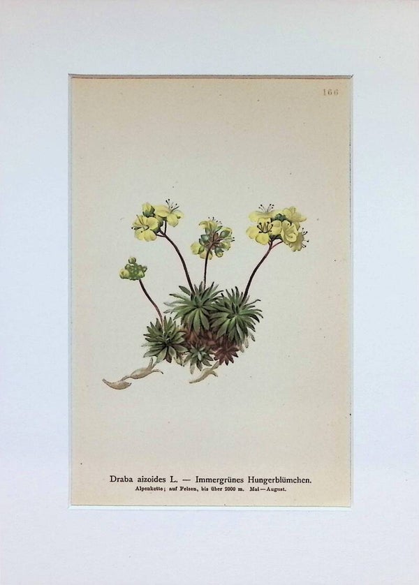 Draba aizoides L. - Immergrünes Hungerblümchen - Atlas der Alpen-Flora, 1897. Botánica.