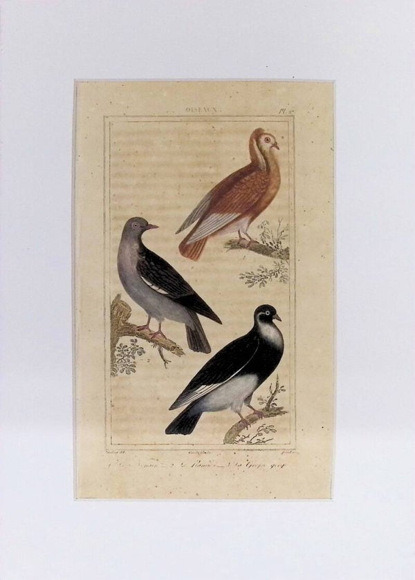 AVES. PALOMAS.
