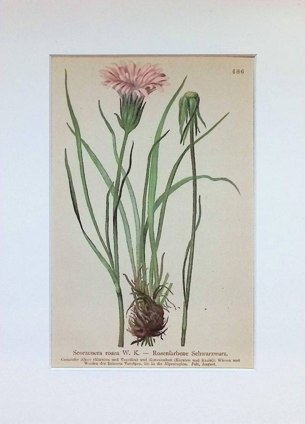 Scorzonera rosea W. K. - Rosenfarbene Schwarzwurz - Atlas der Alpen-Flora, 1897. Botánica.
