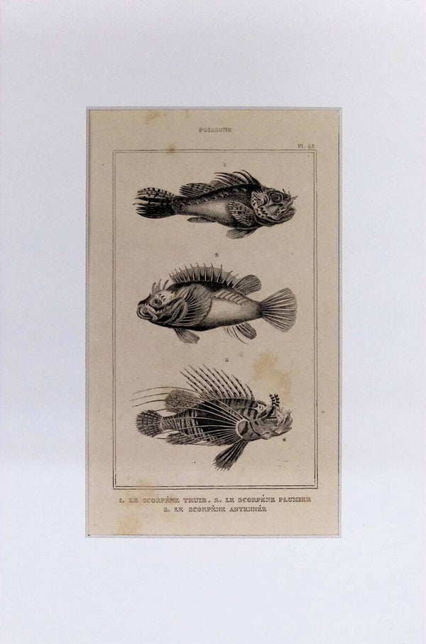 Peces – Le Scorpène Truie, Le Scorpène Plumier y Le Scorpène Antennée | Diccionario Pintoresco de Historia Natural (1842) – 30x20 cm