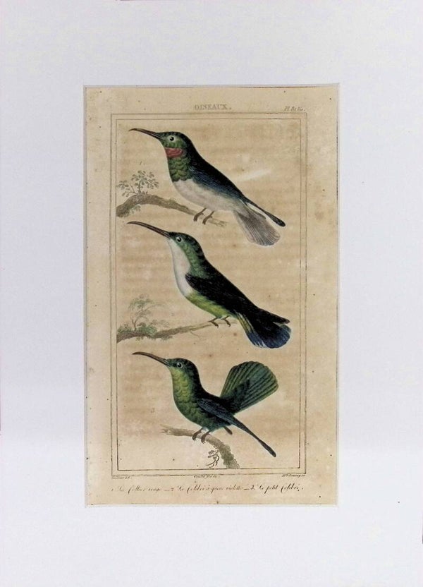 AVES. COLIBRÍ.